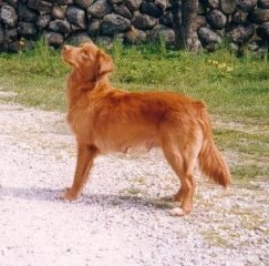 Flyingtollers Silva Fatima